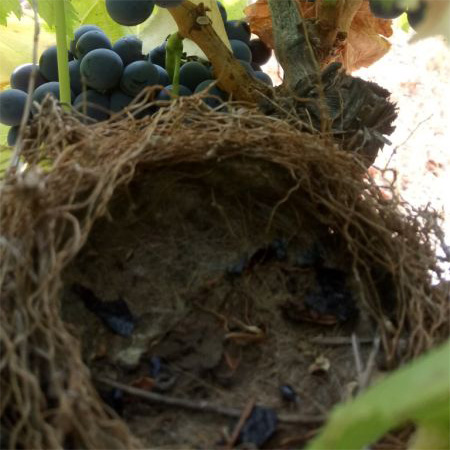 Vendanges